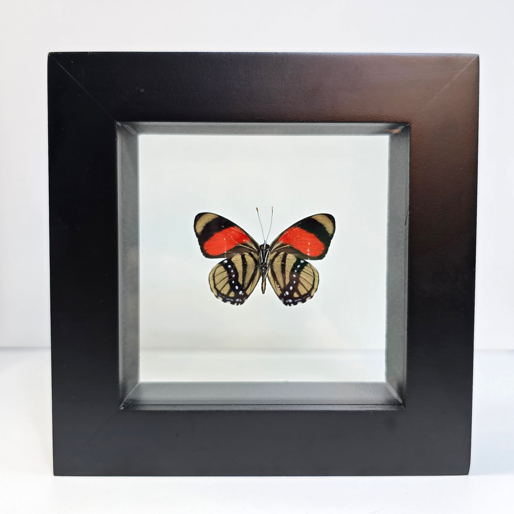 Eight-spotted Numberwing Butterfly Shadow Box Frame