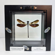 Load image into Gallery viewer, Sundanese Gossamerwing Damselfy Shadow Box Frame
