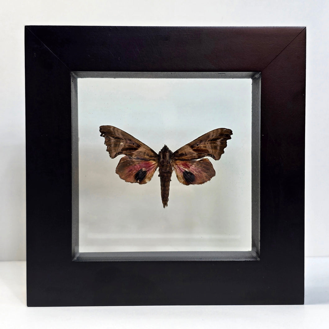 One-Eyed Sphinx Moth Shadow Box Frame