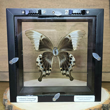 Load image into Gallery viewer, Swift Peacock Swallowtail Butterfly Shadow Box Frame
