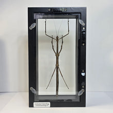 Load image into Gallery viewer, Stick Insect Shadow Box Frame
