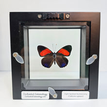 Load image into Gallery viewer, Eight-spotted Numberwing Butterfly Shadow Box Frame
