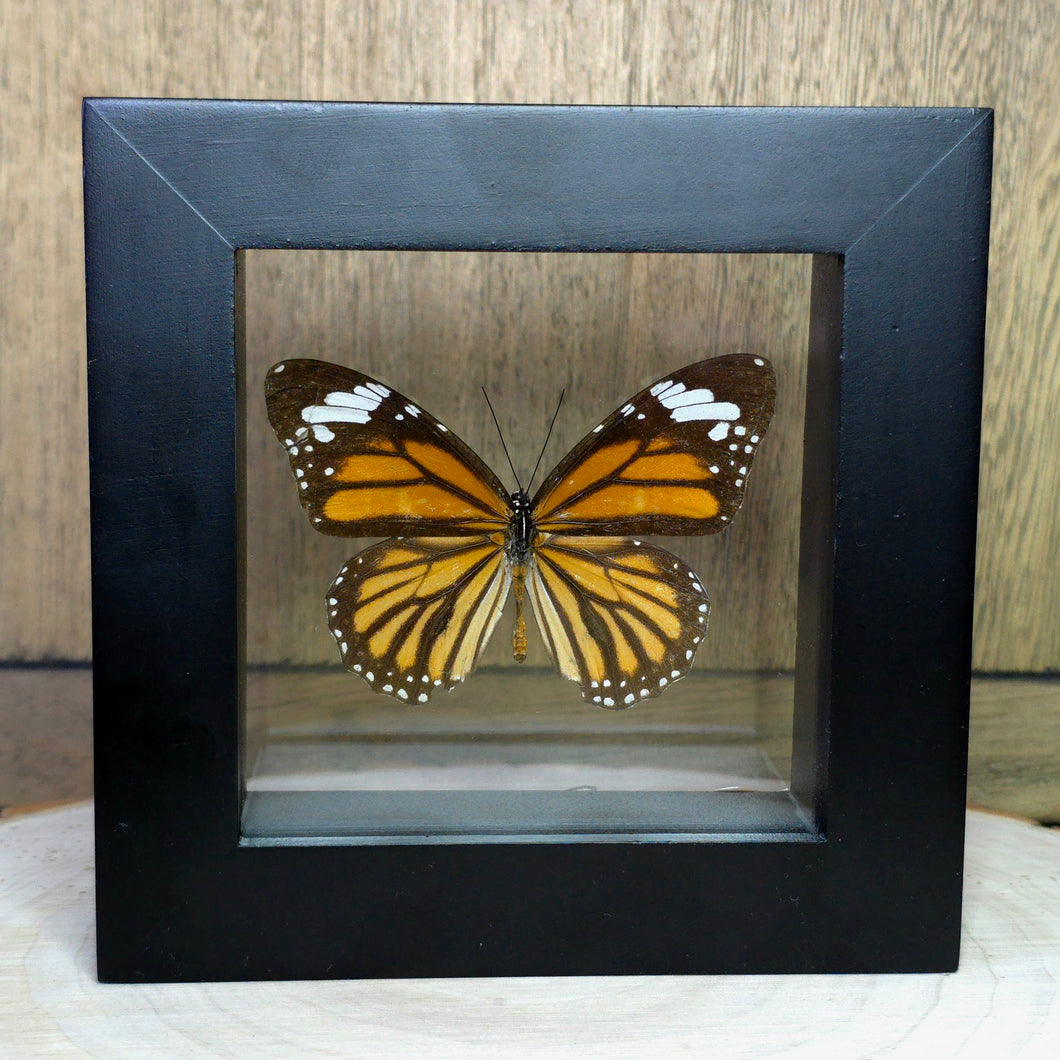 White Tiger Butterfly Shadow Box Frame