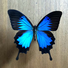 Load image into Gallery viewer, Ulysses Butterfly - Unmounted Specimen

