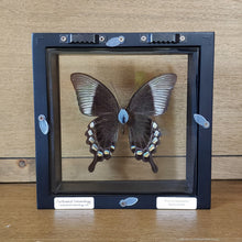 Load image into Gallery viewer, Peacock Swallowtail Butterfly Shadow Box Frame
