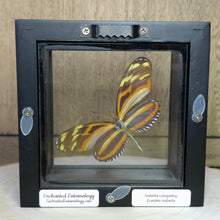 Load image into Gallery viewer, Isabella&#39;s Longwing Butterfly Shadow Box Frame
