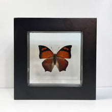 Load image into Gallery viewer, Leafwing Butterfly Shadow Box Frame
