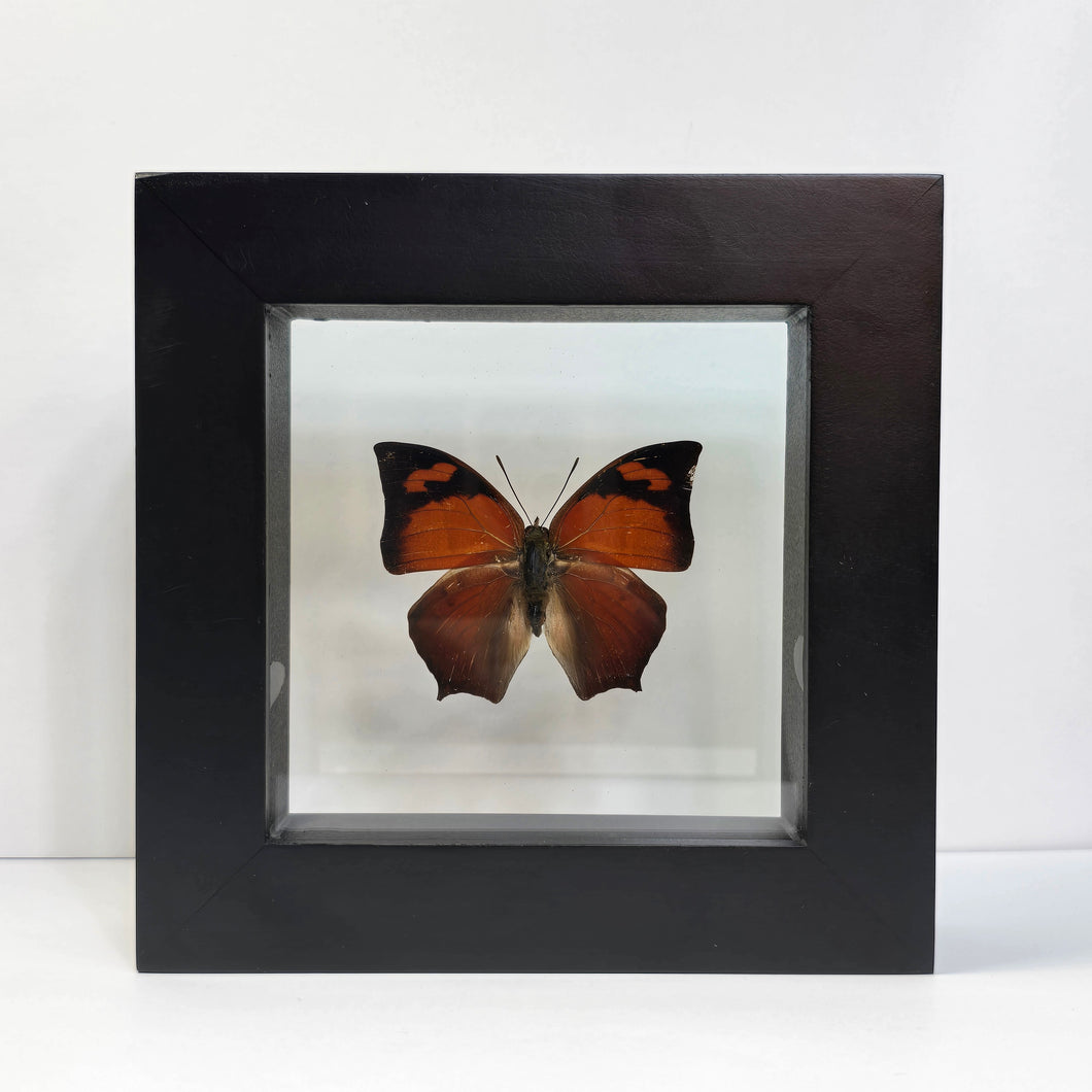Leafwing Butterfly Shadow Box Frame