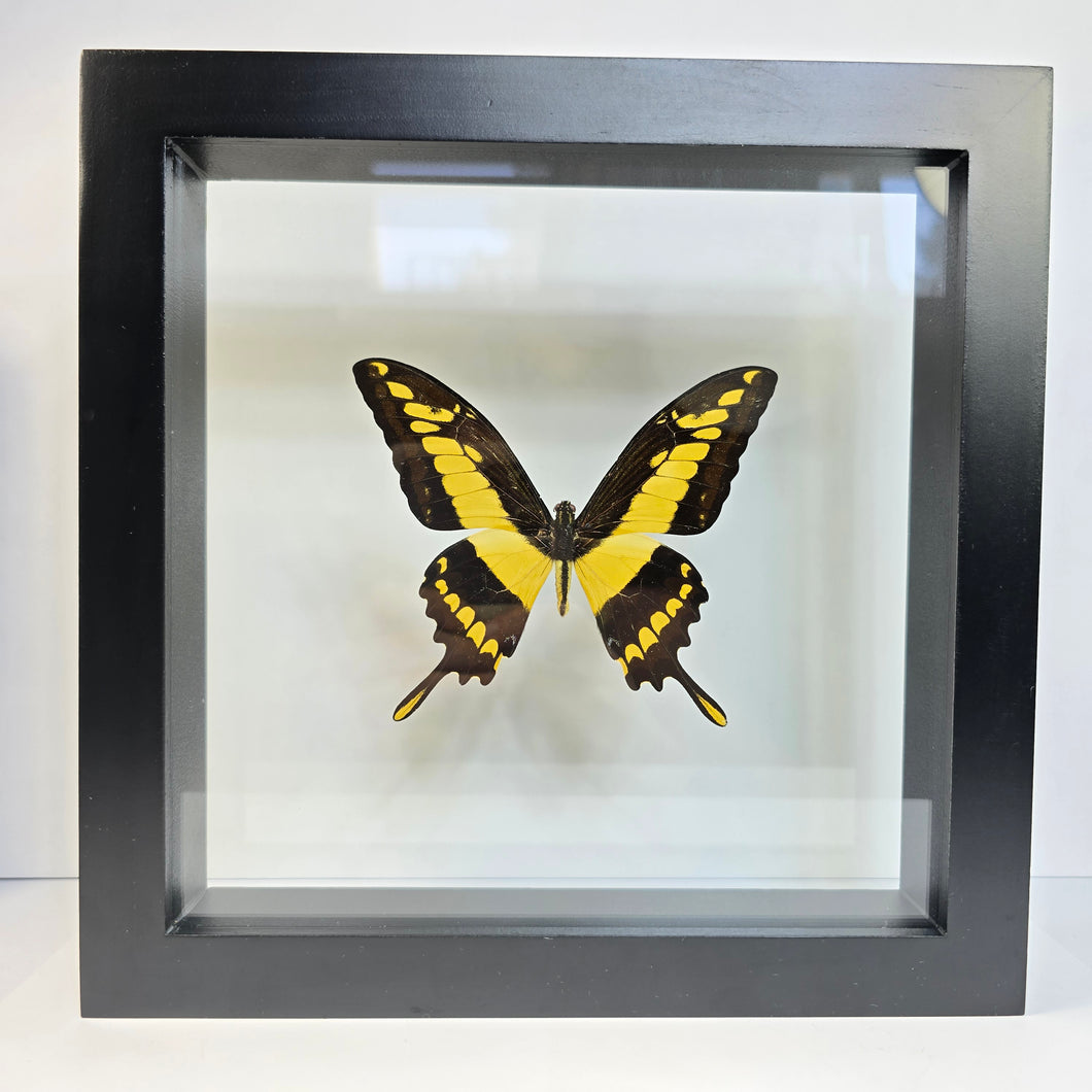 King Swallowtail Butterfly Shadow Box Frame