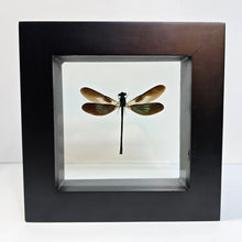 Load image into Gallery viewer, Sundanese Gossamerwing Damselfy Shadow Box Frame
