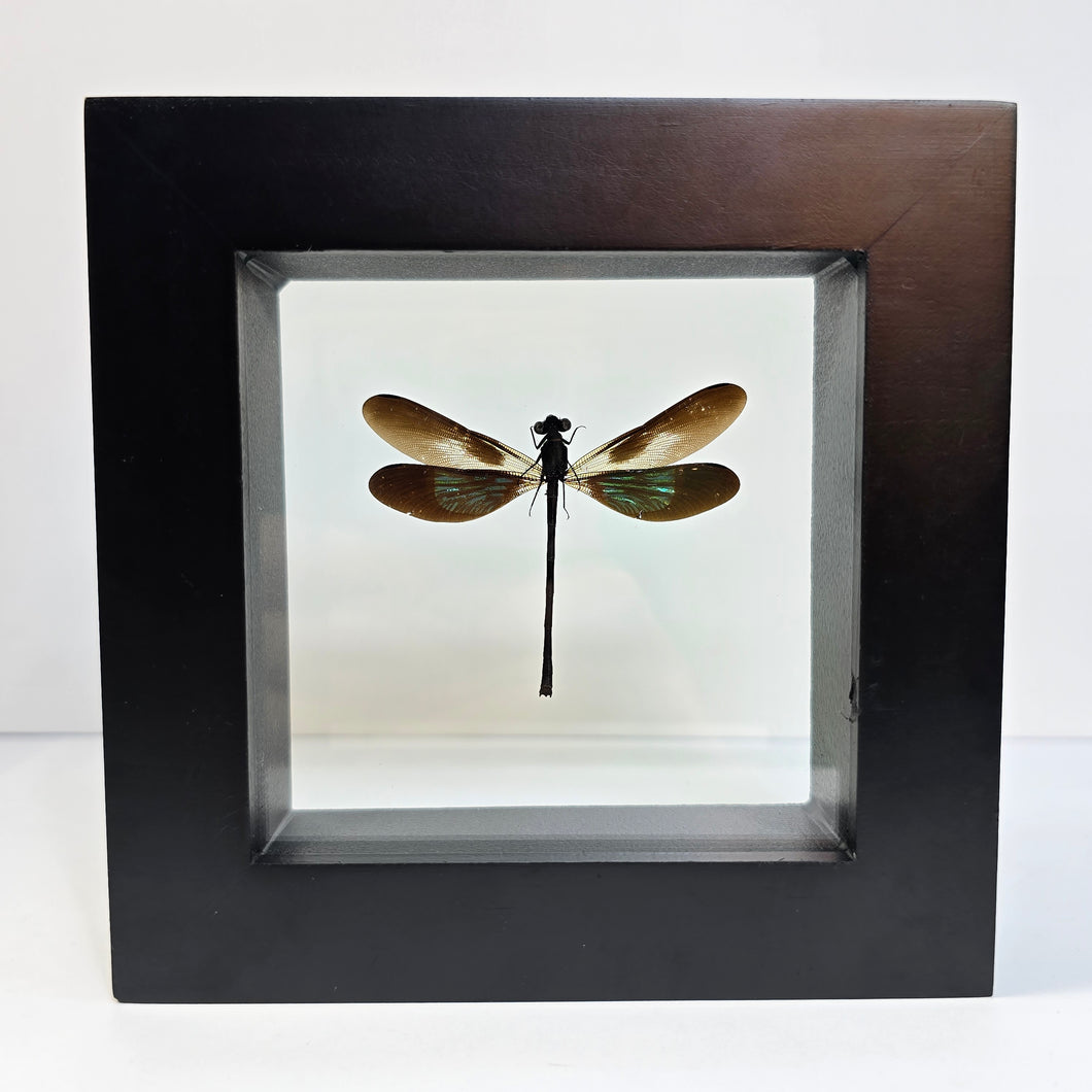 Sundanese Gossamerwing Damselfy Shadow Box Frame