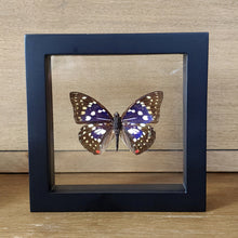 Load image into Gallery viewer, Japanese Emperor Butterfly Shadow Box Frame
