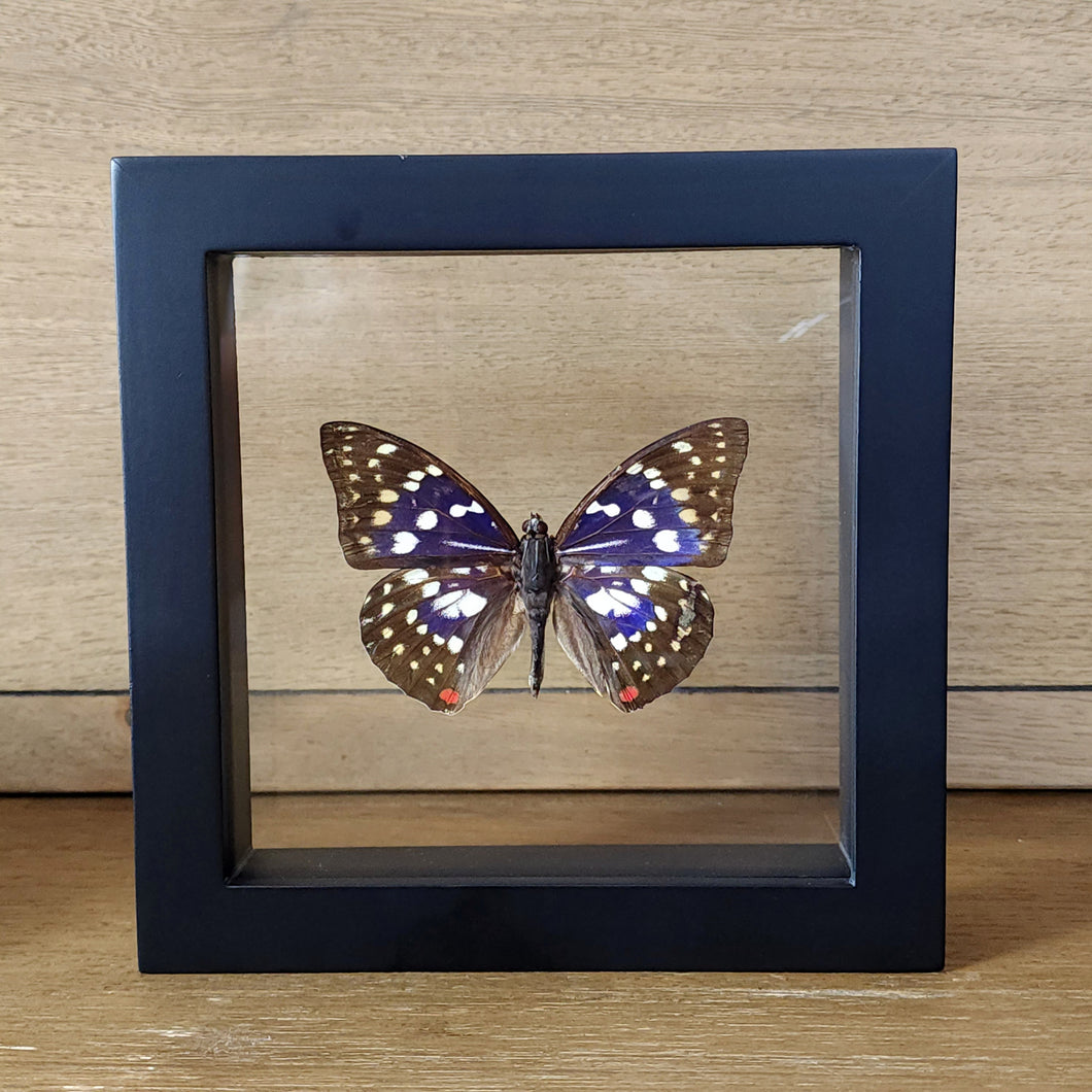 Japanese Emperor Butterfly Shadow Box Frame