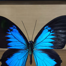 Load image into Gallery viewer, Ulysses Butterfly Shadow Box Frame Discounted
