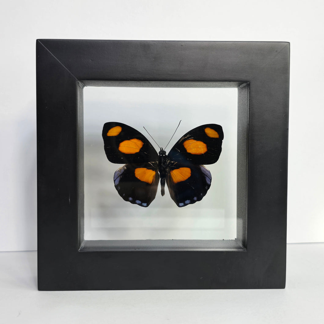 Blue-Frosted Banner Butterfly Shadow Box Frame