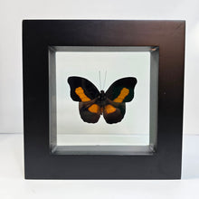 Load image into Gallery viewer, Orange-Banded Shoemaker Butterfly Shadow Box Frame
