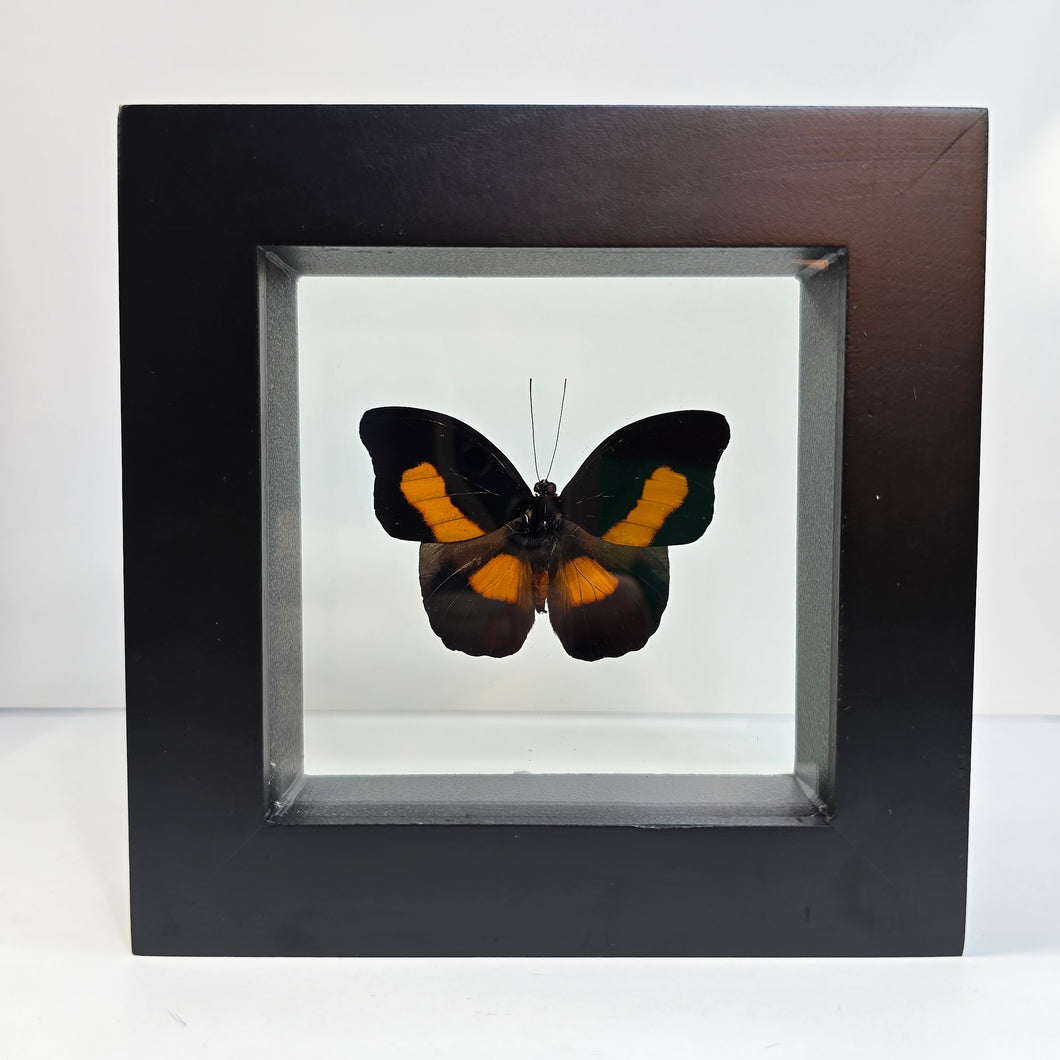 Orange-Banded Shoemaker Butterfly Shadow Box Frame