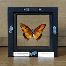 Load image into Gallery viewer, Mexican Silverspot Butterfly Shadow Box Frame
