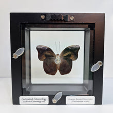 Load image into Gallery viewer, Orange-Banded Shoemaker Butterfly Shadow Box Frame
