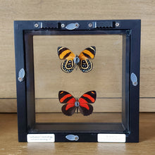 Load image into Gallery viewer, BD Butterfly Pair Shadow Box Frame
