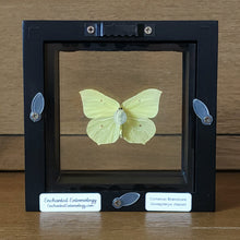 Load image into Gallery viewer, Brimstone Butterfly Shadow Box Frame
