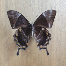 Load image into Gallery viewer, Ulysses Butterfly - Unmounted Specimen
