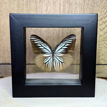 Load image into Gallery viewer, Common Wanderer Butterfly Shadow Box Frame
