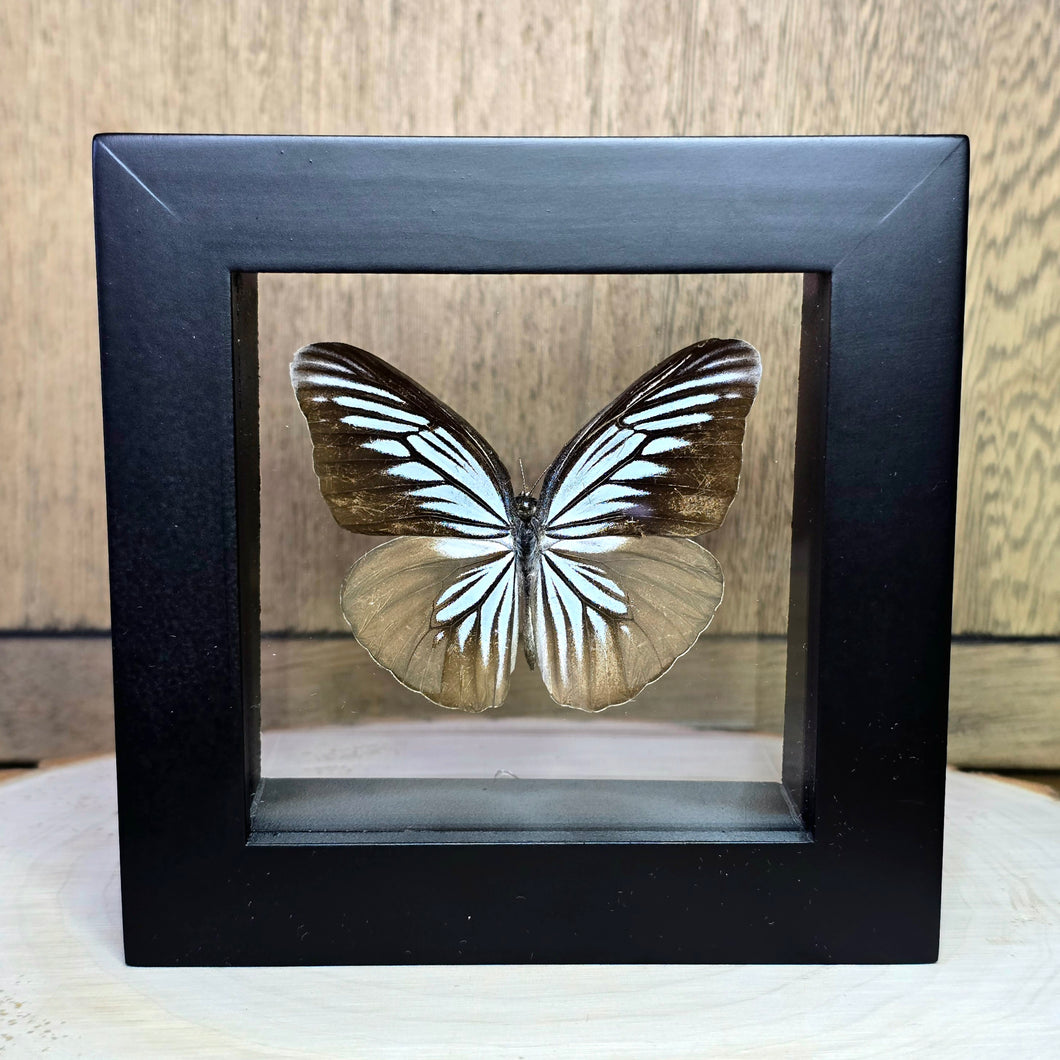 Common Wanderer Butterfly Shadow Box Frame