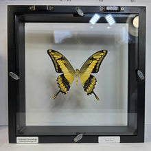 Load image into Gallery viewer, King Swallowtail Butterfly Shadow Box Frame
