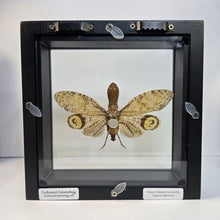 Load image into Gallery viewer, Peanut-headed Lanternfly Shadow Box Frame

