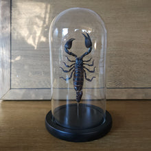 Load image into Gallery viewer, Asian Blue Forest Scorpion

