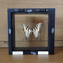 Load image into Gallery viewer, Tiger Swallowtail Butterfly Shadow Box Frame
