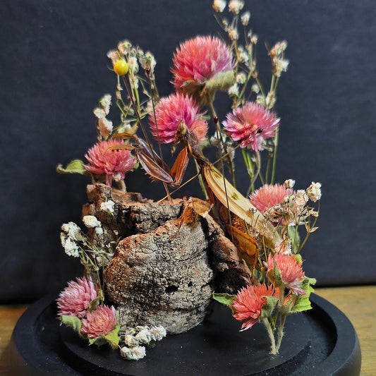 Custom Preservation - Katana & Crystal