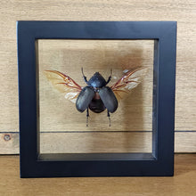 Load image into Gallery viewer, Beetle Shadow Box Frame
