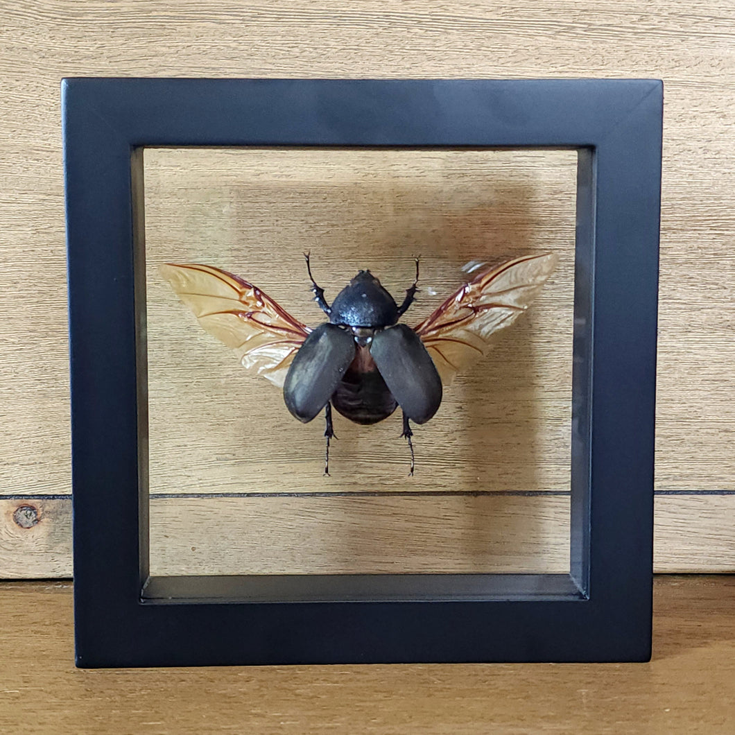 Beetle Shadow Box Frame