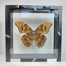 Load image into Gallery viewer, Giant Blue Morpho Butterfly Shadow Box Frame
