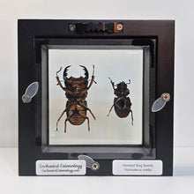 Load image into Gallery viewer, Crab Stag Beetle Pair Shadow Box Frame
