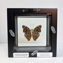 Load image into Gallery viewer, Agathina Emperor Butterfly Shadow Box Frame
