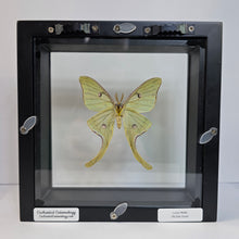 Load image into Gallery viewer, Luna Moth (Male) Shadow Box Frame
