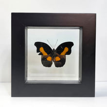 Load image into Gallery viewer, Orange-Banded Shoemaker Butterfly Shadow Box Frame
