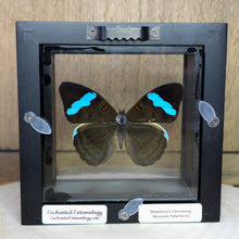 Load image into Gallery viewer, Hewitson&#39;s Olivewing Butterfly Shadow Box Frame
