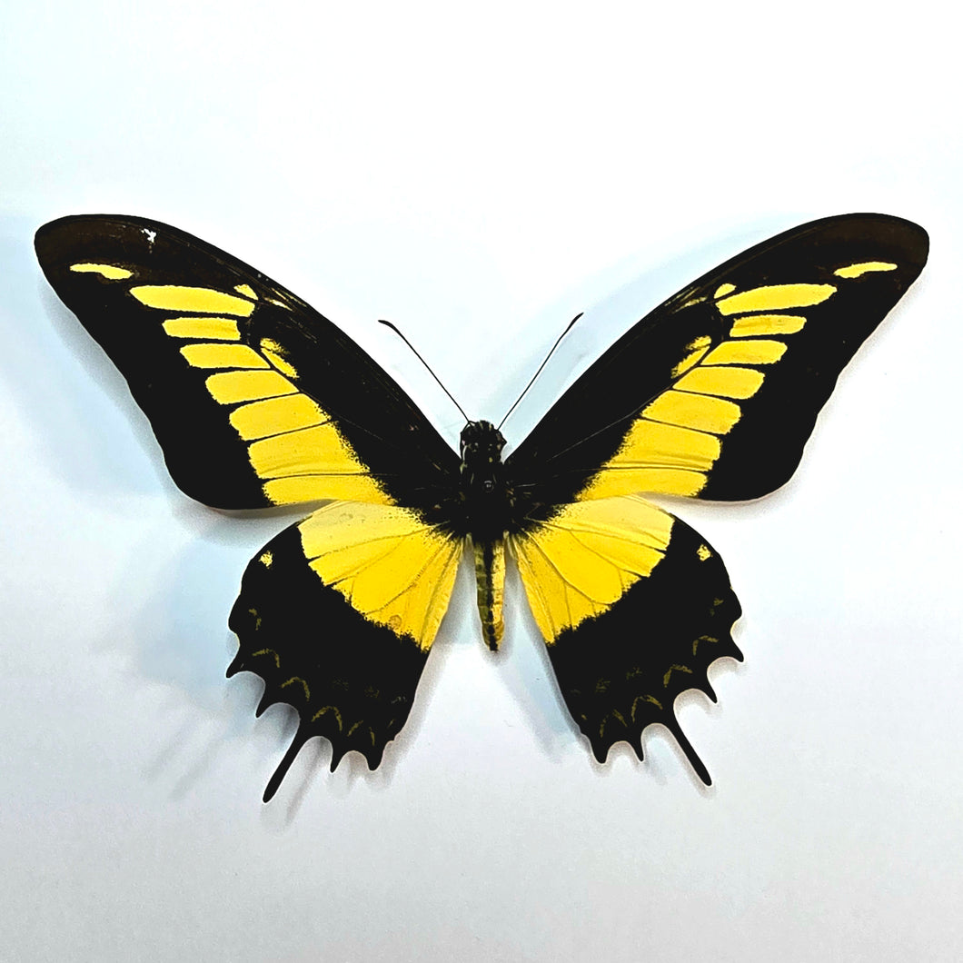 Queen Swallowtail Butterfly - Unmounted/Papered Specimen