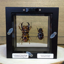 Load image into Gallery viewer, Male/Female Hooded Stag Beetle Pair Shadow Box Frame
