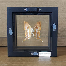 Load image into Gallery viewer, Marcella Daggerwing Butterfly Shadow Box Frame
