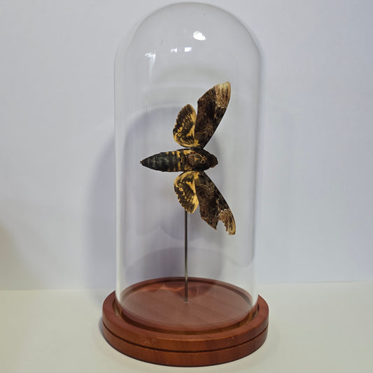 Greater Death's Head Moth Cloche Dome