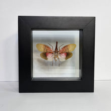 Load image into Gallery viewer, Lanternfly Shadow Box Frame
