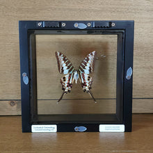 Load image into Gallery viewer, Common Swordtail Butterfly Shadow Box Frame
