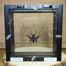 Load image into Gallery viewer, Long-Horned Beetle Shadow Box Frame
