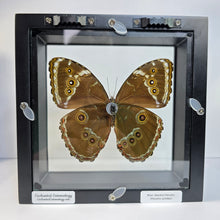 Load image into Gallery viewer, Blue-Banded Morpho Shadow Box Frame
