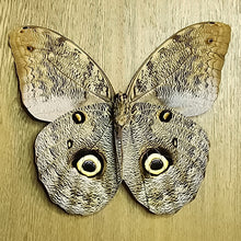 Load image into Gallery viewer, Owl Butterfly - Unmounted Specimen
